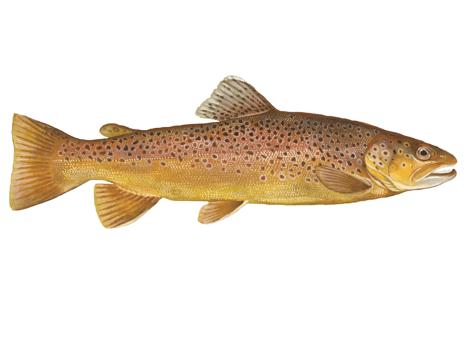 Brown Trout